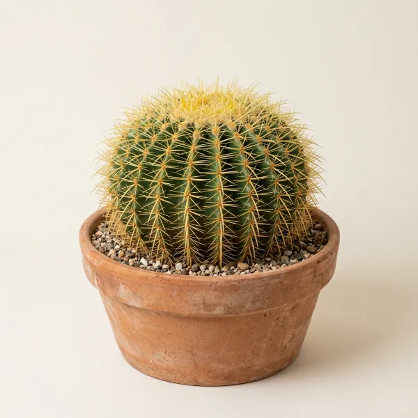 Cactus in Terracotta