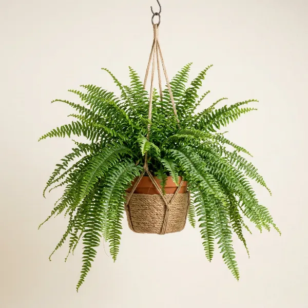 Boston Fern