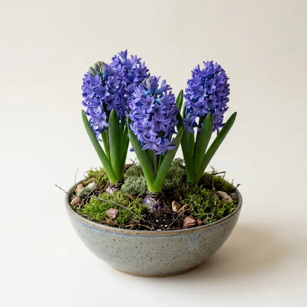 Hyacinth Bowl