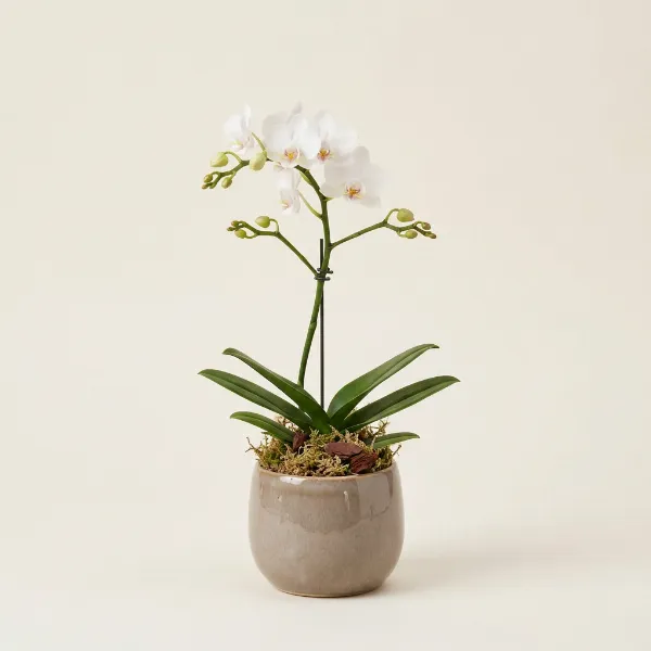 Mini Orchid
