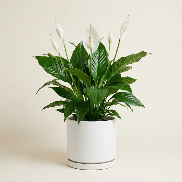 Peace Lily