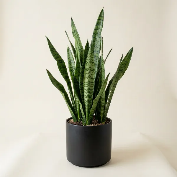 Snake Plant